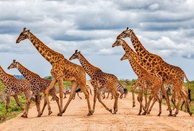 Buburuza - Poze Africa (5)